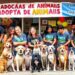 Feira de Adoção de Animais: Participe da ONG Viva Bicho!